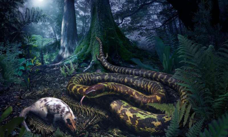 Artist's rendering of an ancient snake, with tiny hind limbs. Credit: Julius T. Csotonyi