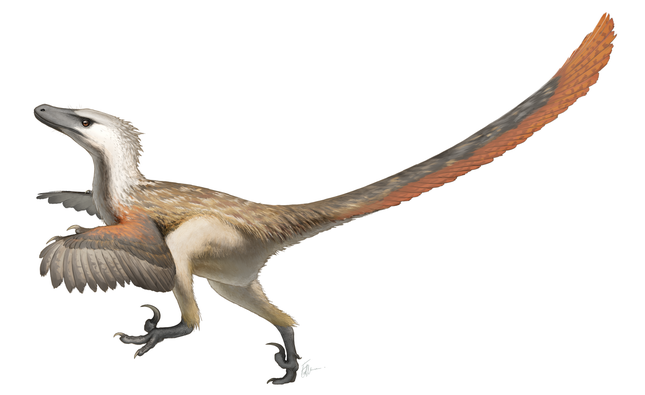 Artist’s interpretation of Velociraptor mongoliensis.Illustration: Fred Wierum (Fair Use)