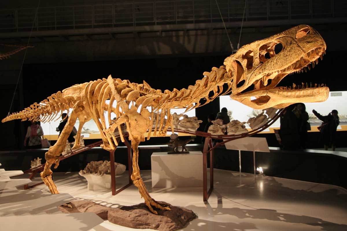 Aucasaurus skeleton