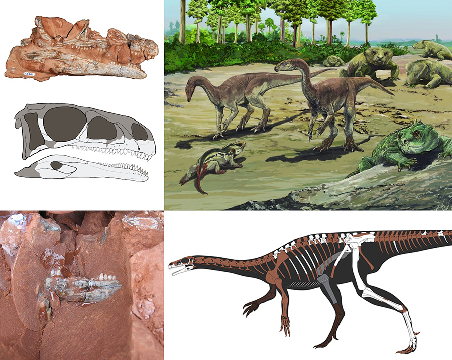 Bagualosaurus_agudoensis-novataxa_2018-Pretto_Langer_et_Schultz--paleoArt-Jorge_Blanco (1)