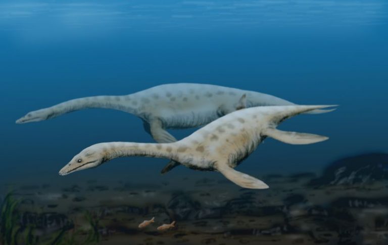 Basal Pistosauria, like Augustasaurus, already bore a strong resemblance to Plesiosauria by Nobu Tamura