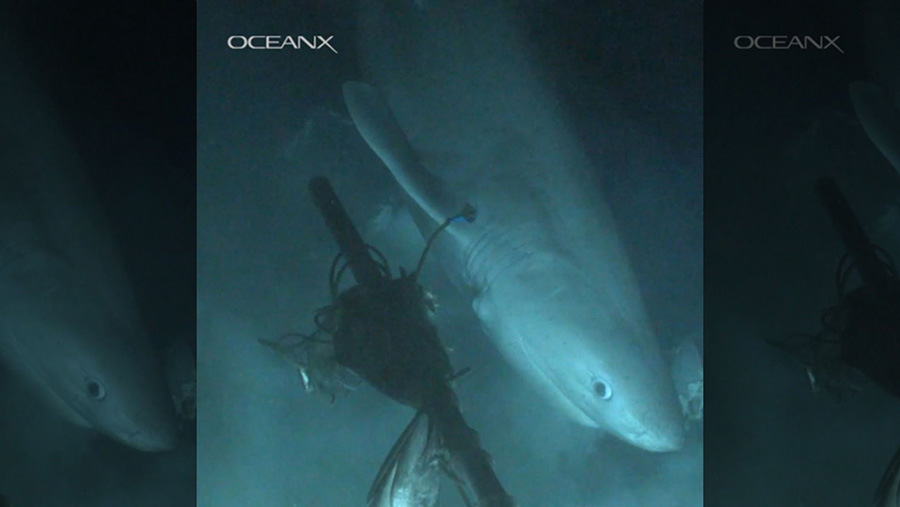 Blutnose sixgill shark eyeing the bait the team laid out. (Credit: OceanX, Florida State University)