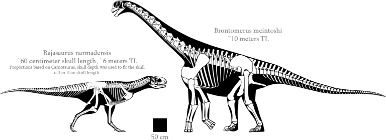 Brontomerus mcintoshi v Rajasaurus narmadensis (Wikimedia Commons)