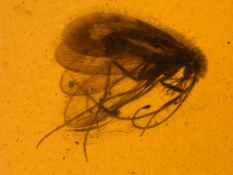 Buratina truncata, the new long-proboscid species of Paradoxosisyrinae from Burmese amber.  CREDIT Alexander Khramov