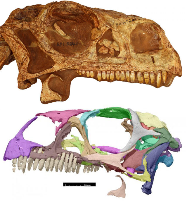 CT scans of Massospondylus