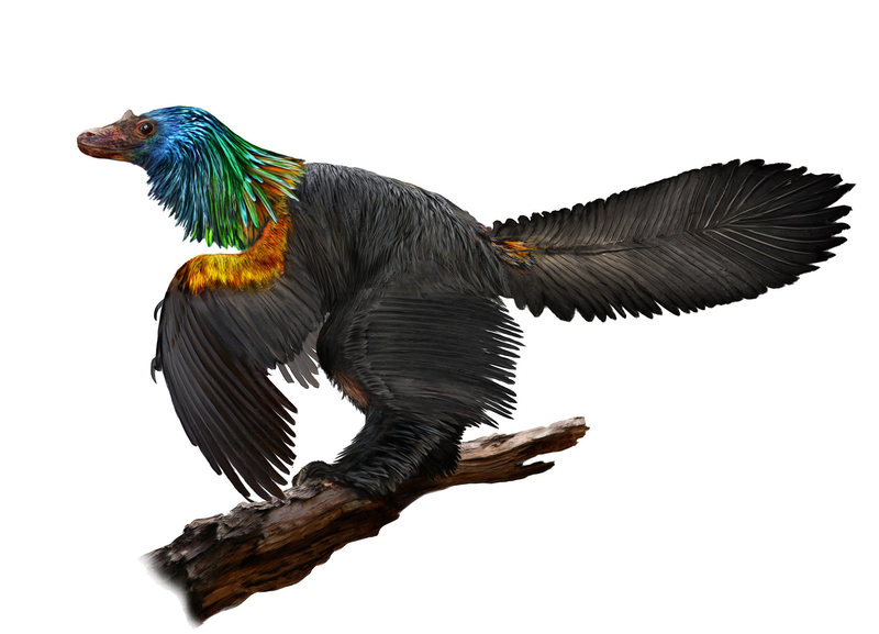 An illustration of a reconstruction of the iridescent dinosaur which had rainbow feathers, named Caihong juji, unearthed in China, is shown in this October 31, 2016 photo released on January 15, 2018. Courtesy Velizar Simeonovski/The Field Museum for the University of Texas at Austin