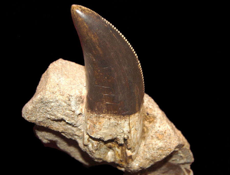 Carcharodontosaurus tooth, kept at the Naturhistorisches Museum Vienna. Credit: Gyik Toma (Tommy) / the paleobea