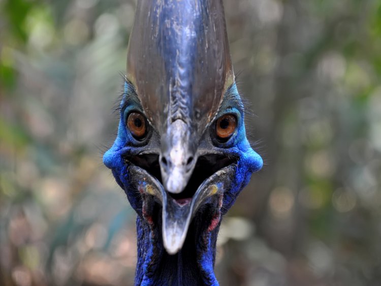Cassowaries are native to New Guinea and Australia. Shutterstock