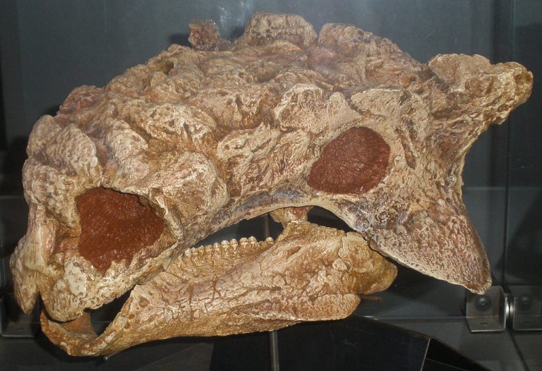 Cast of a fossil skull, specimen PIN 3142/250, initially referred to Tarchia kielanae, in 2014 referred to Saichania. Both are extinct ankylosaurid dinosaurs from Mongolia. Photo by Ghedoghedo