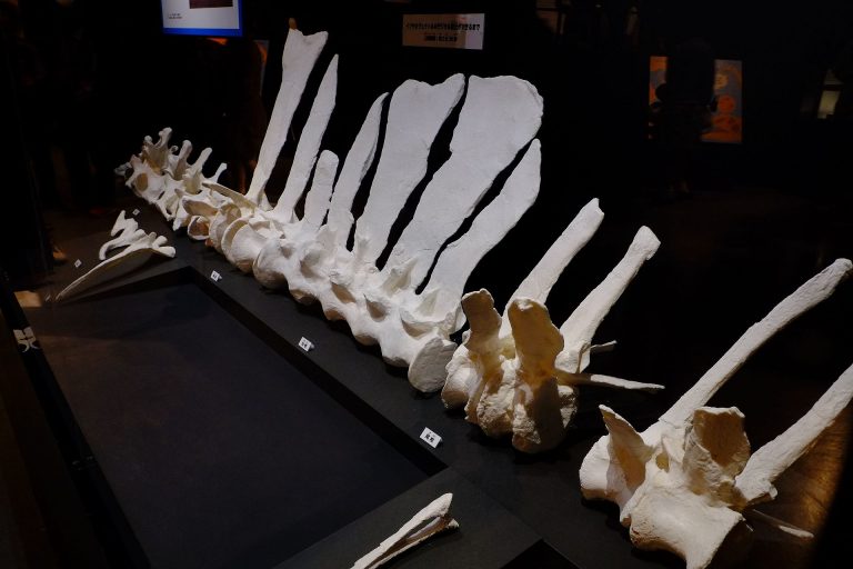 Casts of the type vertebrae. Photo by ★Kumiko★