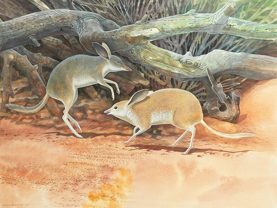 Chaeropus yirratji. Image credit: Peter Schouten / Western Australian Museum.