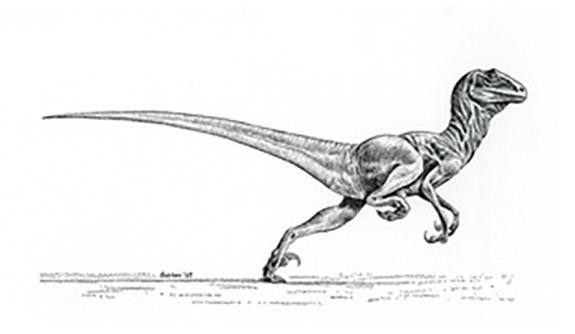 A drawing of Deinonychus by Robert Bakker ’67, which appeared in Ostram’s original paper describing the dinosaur.