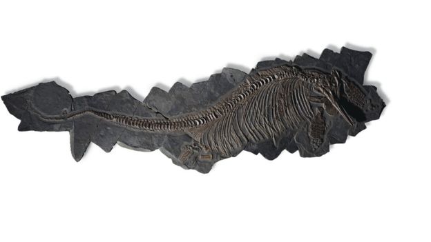 Christie's recently sold this rare pregnant ichthyosaur fossil. CHRISTIE'S AUCTION HOUSE