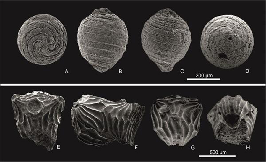 Scanning electronic microscope images of gyrogonites of the new species Mesochara dobrogeica (above) and the utricles of the new Clavator ampullaceus var. latibracteatus variety (below) found in the region of Dobrogea (Romania).  CREDIT: Cretaceous Research