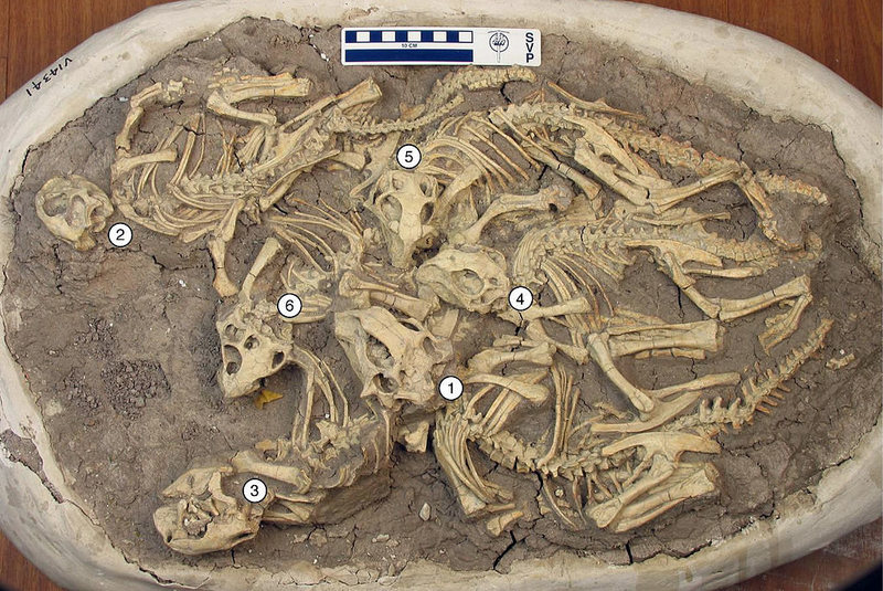 Cluster of six juvenile Psittacosaurus from the Early Cretaceous of Lujiatun, Liaoning Province, China. QI ZHAO, MICHAEL J. BENTON, XING XU, AND MARTIN J. SANDER/CC BY 2.0