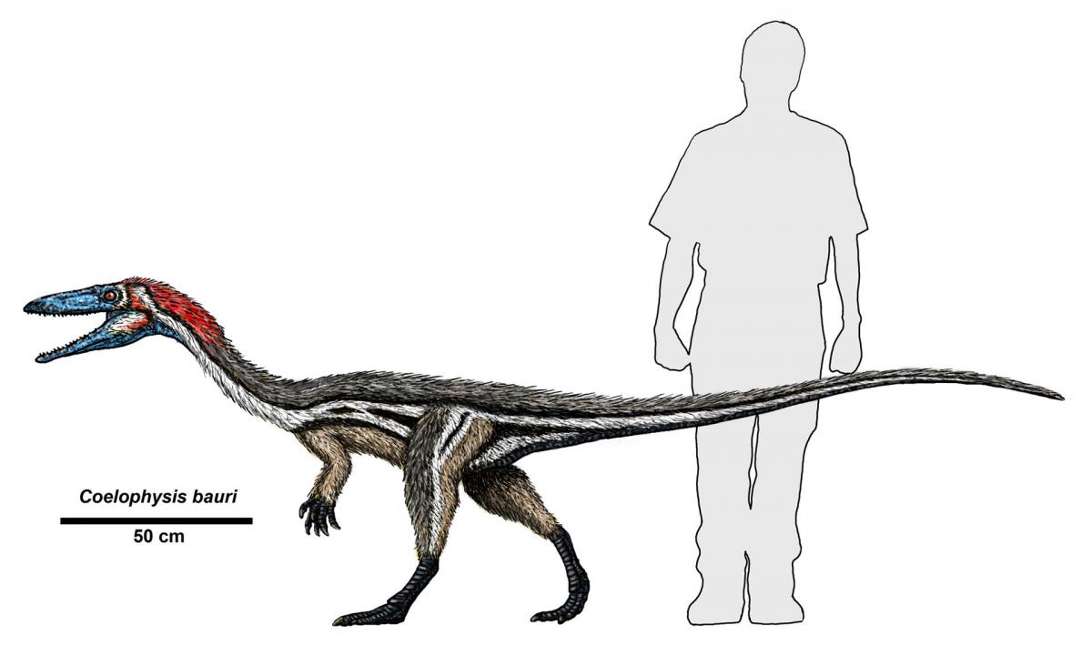 Size of C. bauri compared to a human