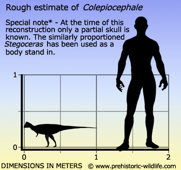 Colepiocephale by Prehistoric Wildlife