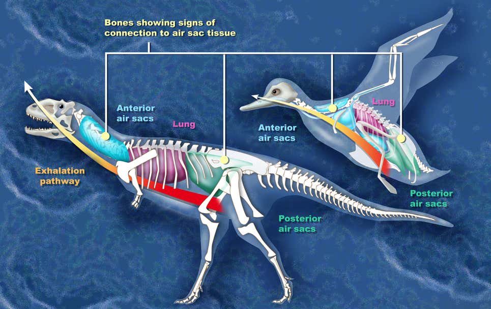 Comparison between the air sacs of Majungasaurus and a duck. Graphic: Zina Deretsky/NSF