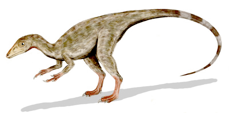 Compsognathus longipes, a coelurosaur from the Late Jurassic of Europe, pencil drawing by Nobu Tamura
