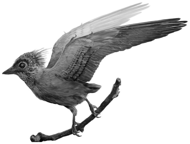 Confuciusornis plumage reconstruction. (Credit: Velizar Simeonovski/Li et al. PeerJ/Wikimedia Commons)