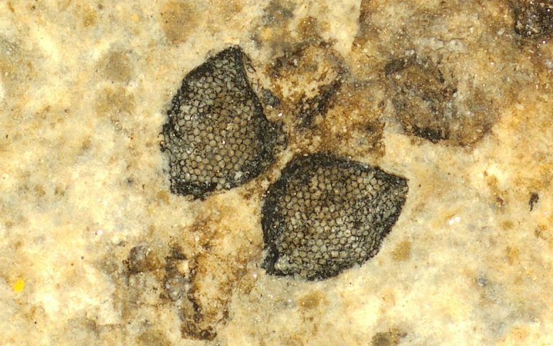 Eyes surprise: fossil eyes from a 54 million-year-old cranefly. Credit: Lindgren et al./Nature