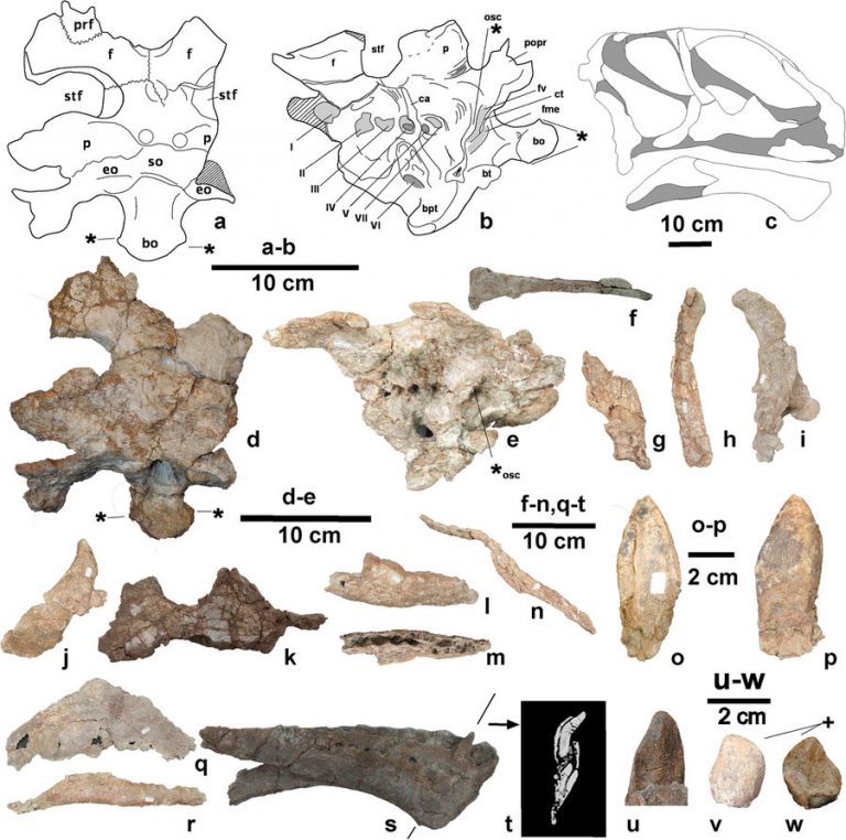 Cranial material of Mierasaurus
