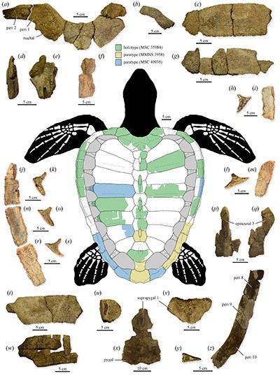 75 Million-Year-Old Sea Turtle Fossil Discovery Is a New Genus and Species That Sheds Light on the Evolution of Its Modern Relatives