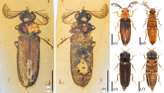 Cretophengodes azari from mid-Cretaceous Burmese amber and its extant relatives. Credit: NIGPAS