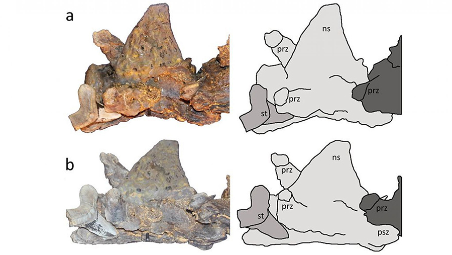 Two views of the Cretoxyrhina mantelli tooth with tracings. (David Hone)