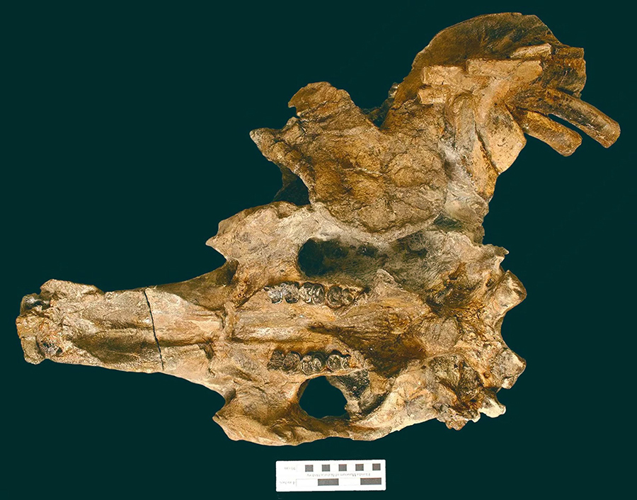 The skull of Culebratherium alemani. Image credit: Aaron Wood.