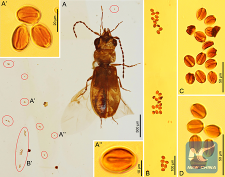 Cycad pollen grains associated with C. cycadophilus. (Xinhua/CREDIT: NIGPAS)
