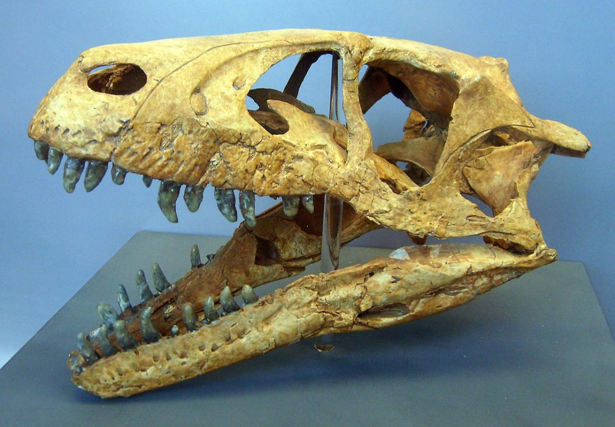 D. albertensis skull cast