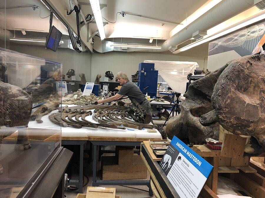 Dan Pickering, head of the museum's Paleo Lab, arranges the rib bones of a 12,000-year-old mastodon. The museum's specimens are ordered by number of acquisition. This one is 67. CREDIT KATIE BLACKLEY / 90.5 WESA