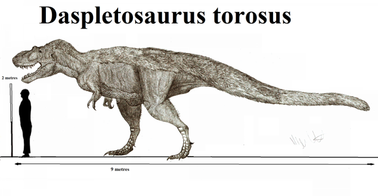 Daspletosaurus size by Robinson Kunz