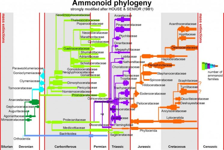 De Baets et al. Fossil Focus: Ammonoidea – Diversity