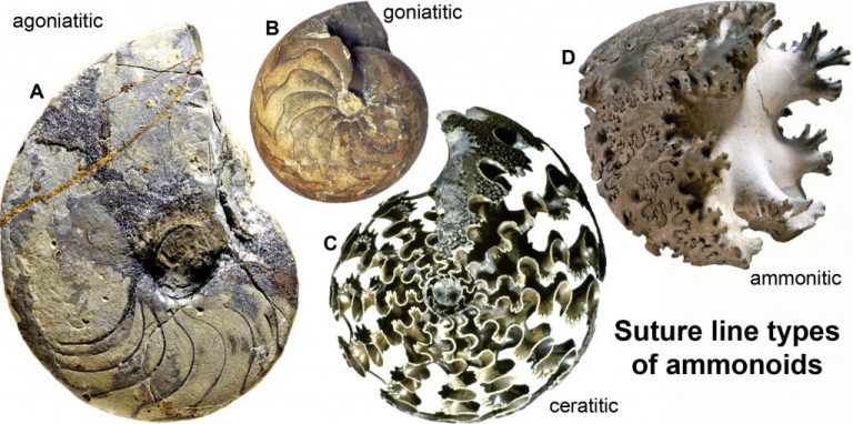 De Baets et al. Fossil Focus: Ammonoidea