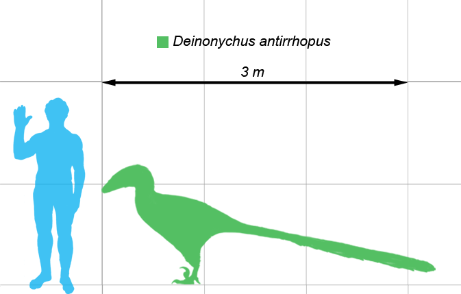 Size compared with a human