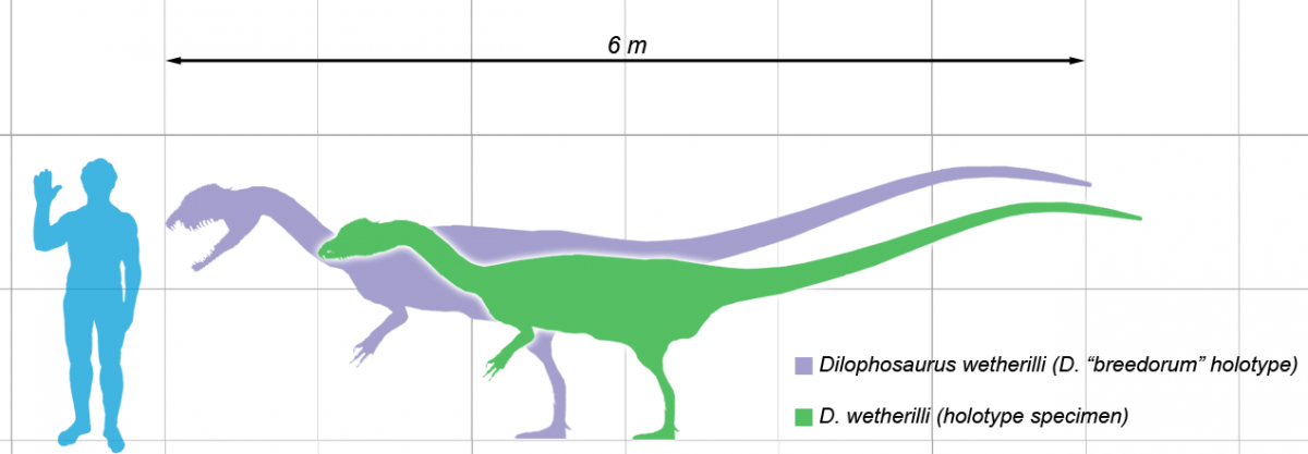 Size of two specimens compared to a human, with holotype in green
