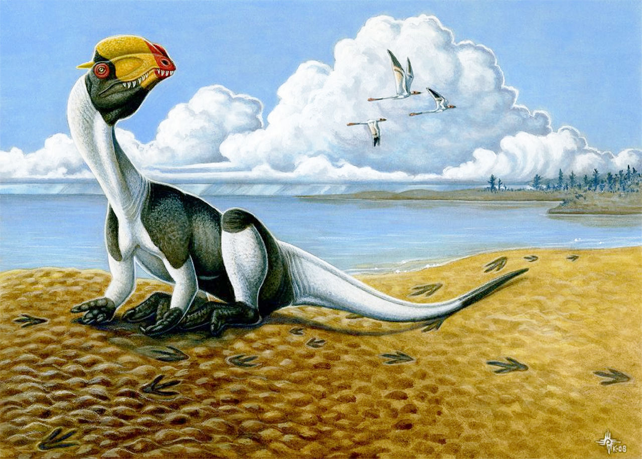 Restoration of Dilophosaurus in a bird-like resting pose, based on a track at the Dinosaur Discovery Site