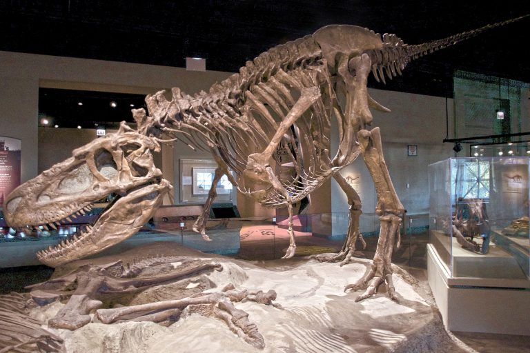 Dinosaur Park specimen (FMNH PR308), mounted at the Field Museum. Author: Scott Robert Anselmo