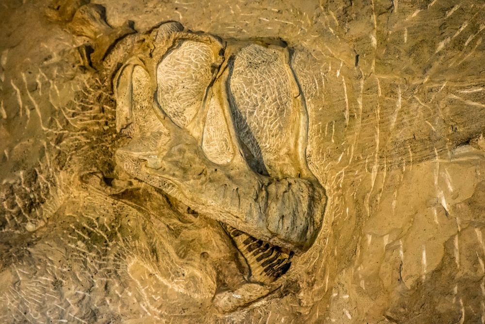 The monument is home to countless fossils, drawing 300,000 visitors in 2016 alone. Photo: mark byzewski, flickr.