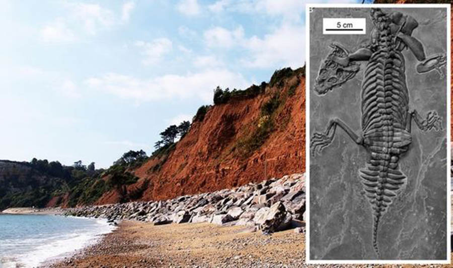 Dinosaurs: The ancient marine reptile had a bone not found in its species before (Image: GETTY/Qing-Hua Shang, Xiao-Chun Wu and Chun, Journal of Vertebrate Paleontology)