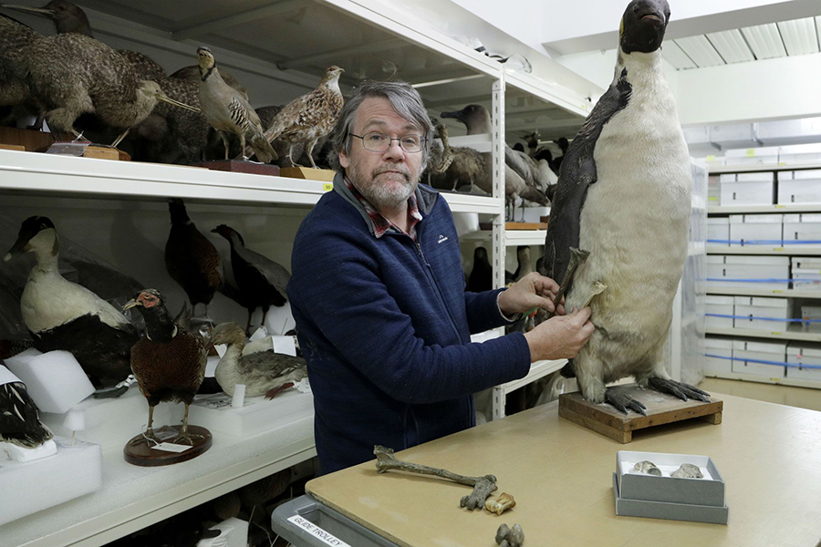 Dr. Paul Scofield, senior curator natural history at Canterbury Museum, holds the fossil, a tibiotarsus, top, next to a similar bone of an Emperor Penguin in Christchurch, New Zealand.AP