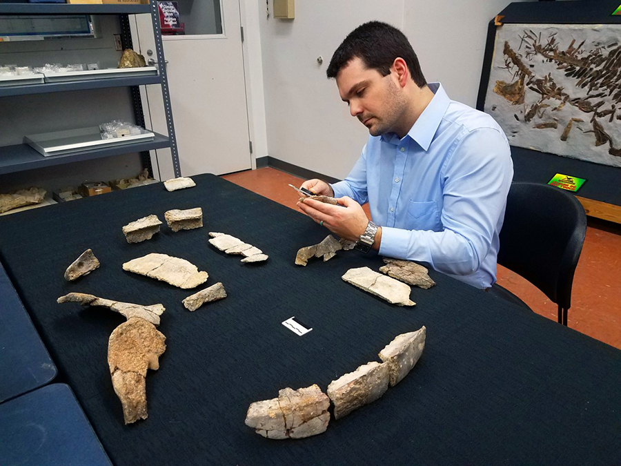 Drew Gentry, UAB Ph.D. candidate, examining the fossils of Asmodochelys parhami. Photograph courtesy of McWane Science Center.