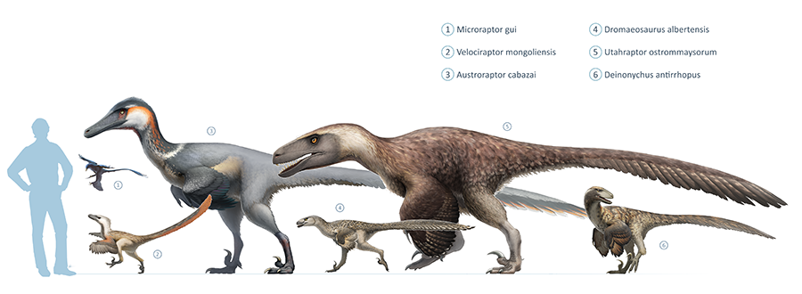 Size of Utahraptor (5) compared with other dromaeosaurs