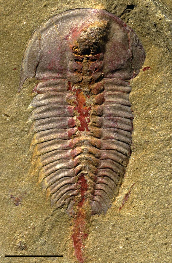 This photo is of a specimen of the trilobite Palaeolenus lantenoisi from the Guanshan Biota in southern Yunnan Province, China. Rarely are internal organs preserved in fossils, but this specimen shows the digestive system preserved as reddish iron oxides. The digestive system is comprised of a crop (inflated region at top of specimen), lateral glands, and a central canal that runs along the length of the body; the iron oxides that extend beyond the fossil are the remains of gut contents that were extruded during preservation. Credit: © F. Chen