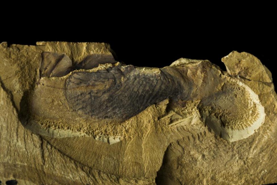 The Cambrian fossil Stromatoveris proved an important link between earlier and later animal groups from the Ediacaran and Cambrian periods. Photo by Northwest University, China/J. Hoyal Cuthill