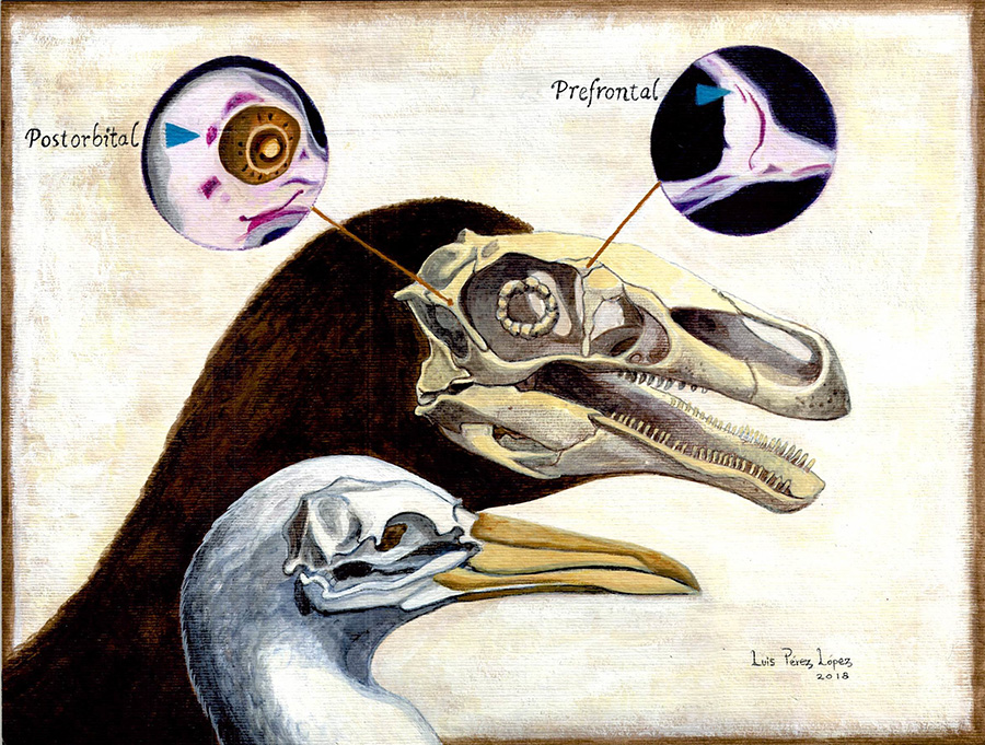 Birds evolved from dinosaurs, radically transforming their skull as it became toothless and the brain grew bigger. The large dinosaur with a dark outline in the image is Erlikosaurus; below, the modern seabird Sula. During evolution, birds lost two of the skull bones once present in dinosaurs: The prefrontal, and the postorbital. However, during the embryonic development of birds, starting points for the formation of these bones are still present. The dark circles above illustrate the appearance of these embryonic bones under the microscope, as revealed by a purple stain that is bone-specific (alizarin red). The embryonic prefrontal and postorbital later fuse to other embryonic bones, becoming undetectable in the adult. Credit: Luis Pérez López [CC BY-SA 4.0 (https://creativecommons.org/licenses/by-sa/4.0)], from Wikimedia Commons