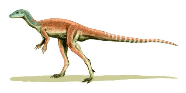 Eocursor, an important dinosaur of Africa. Photo Credit: Nobu Tamura