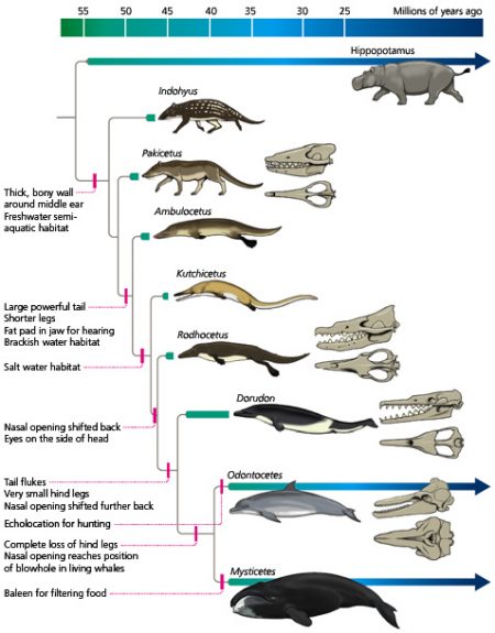 Evogram of whale evolution